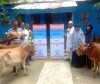 Dairy Cow - Bangladesh