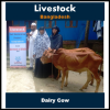Dairy Cow - Bangladesh