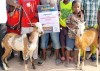 Goat - Gambia