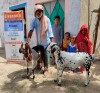 Goat Pair - Pakistan