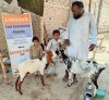 Goat Pair - Pakistan